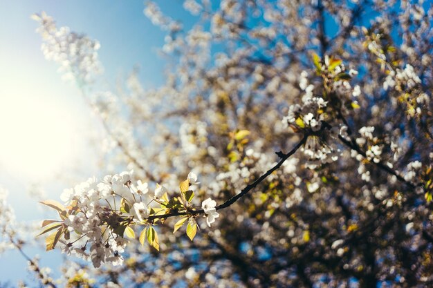 Close-up of cherry blossom against sky