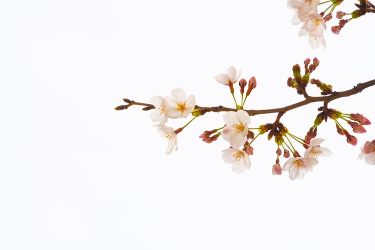 Photo 白い背景の桜の花のクローズアップ