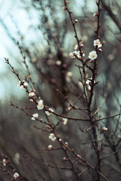 Close up cherry blossom buds on branches concept photo