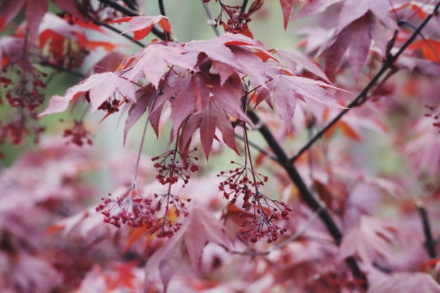 Foto close-up del fiore di ciliegio in autunno