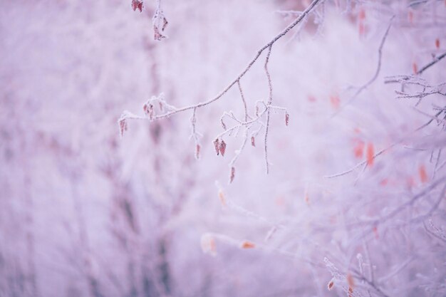 Close-up of cherry blossom during winter