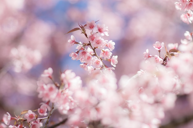 花見祭の桜の花のクローズアップ