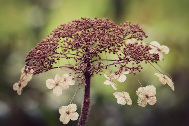 Photo close-up of cherry blossom plant