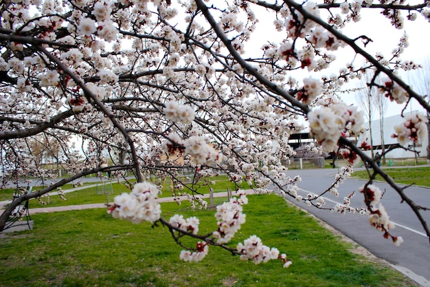 Primo piano di fiori di ciliegio in strada con erba verde - immagine di riserva. germogli e fiori giapponesi di fioritura di sakura sul cielo chiaro con lo spazio della copia.