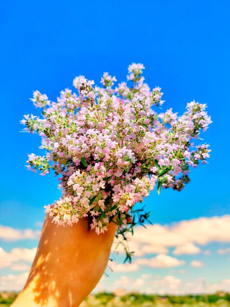 Close-up of cherry blossom tree against blue sky