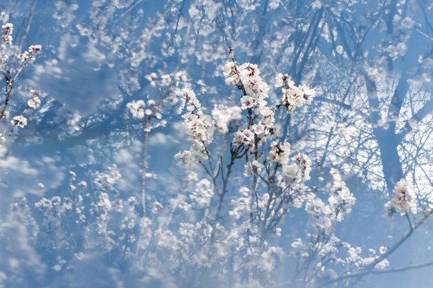 Foto prossimo piano dell'albero in fiore di ciliegio durante l'inverno