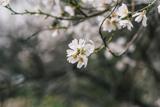 체리라는 단어가 있는 벚꽃 나무의 클로즈업