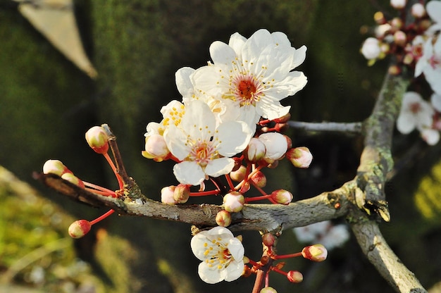 Photo close-up of cherry blossom tree