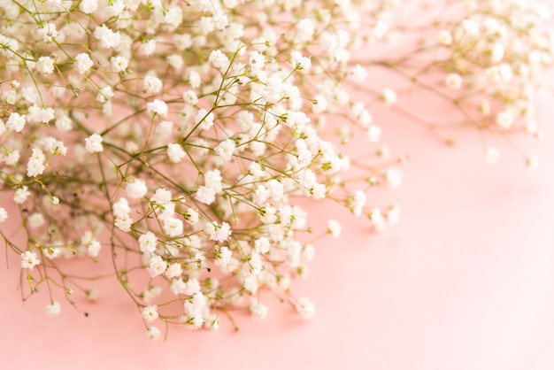 桜の花の木のクローズアップ