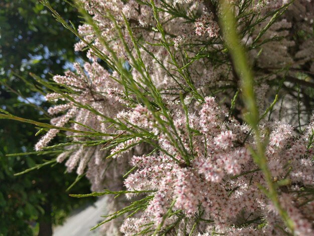 Foto prossimo piano dell'albero in fiore di ciliegio