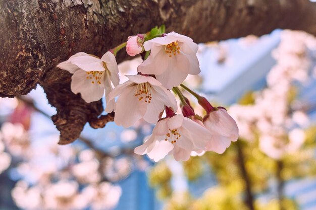 Close-up of cherry blossom tree