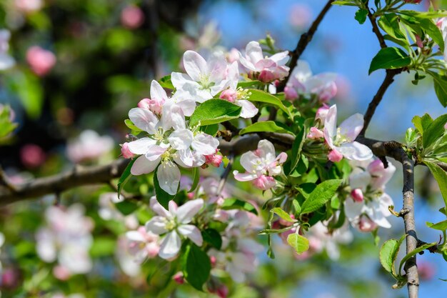 Photo close-up of cherry blossom on tree