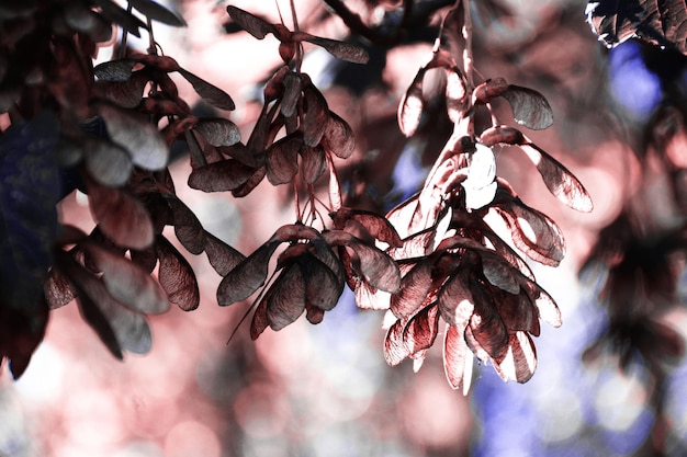 Close-up of cherry blossom tree