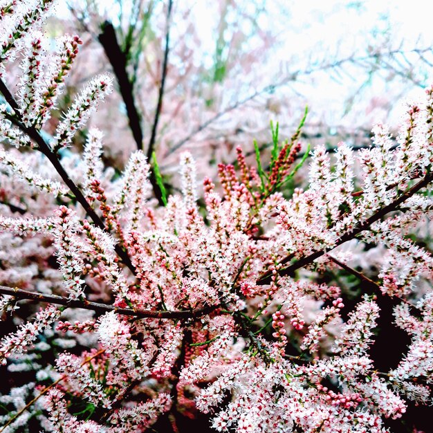 Foto prossimo piano dell'albero in fiore di ciliegio