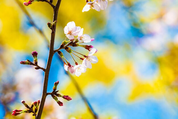 Close-up of cherry blossom on tree