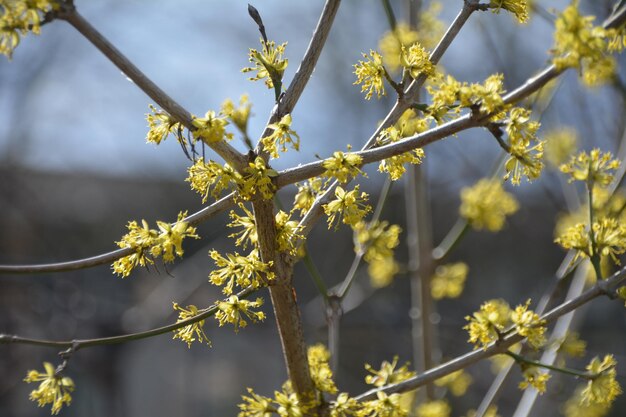 Foto close-up del fiore di ciliegio sull'albero