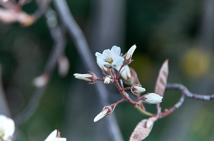 Photo 在樹上開花的<unk>花近距離拍攝