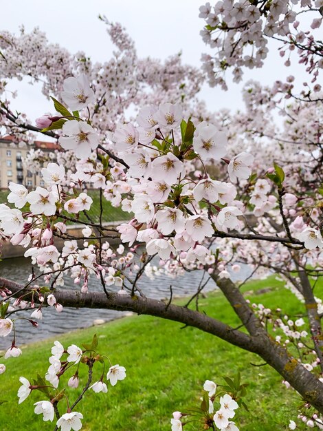 Close-up of cherry blossom tree