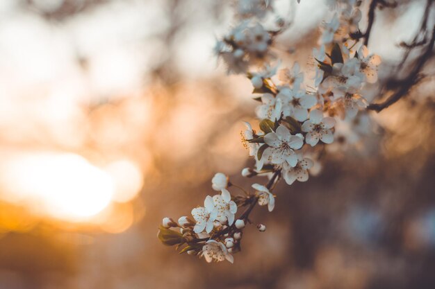 Close-up of cherry blossom tree