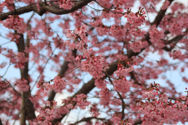 Foto prossimo piano dell'albero in fiore di ciliegio