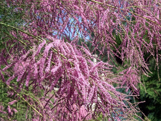 Foto prossimo piano dell'albero in fiore di ciliegio