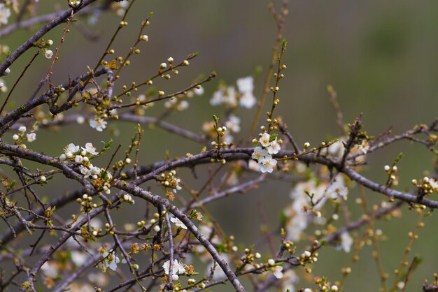 Close-up of cherry blossom tree