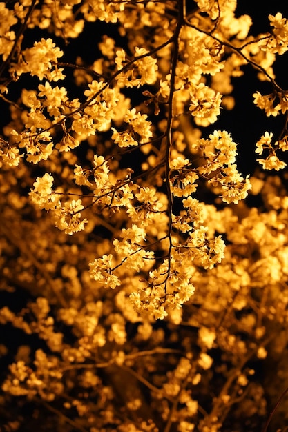 Photo close-up of cherry blossom tree