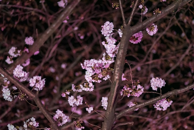 冬の桜の花のクローズアップ