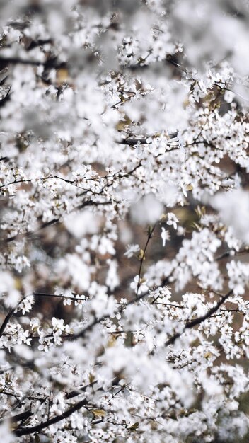 Photo close-up of cherry blossom