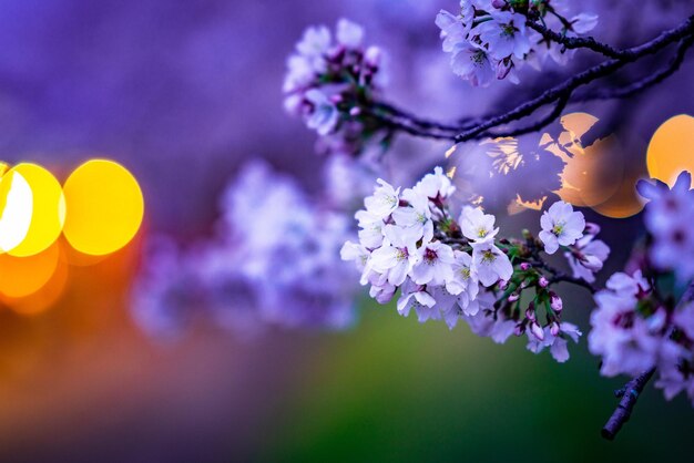 Close-up of cherry blossom