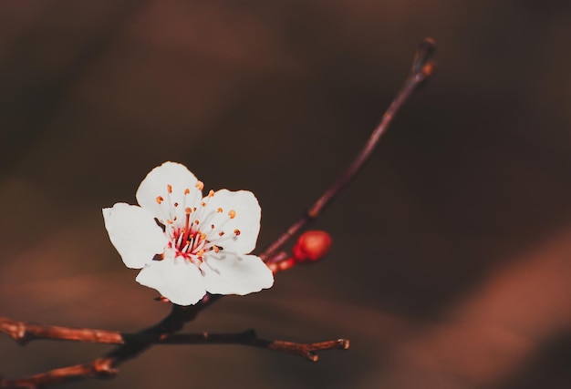 Photo close-up of cherry blossom