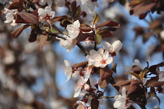 close-up of cherry blossom