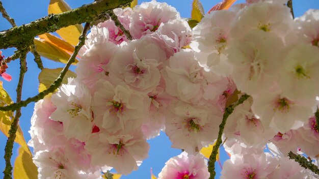 Close-up of cherry blossom