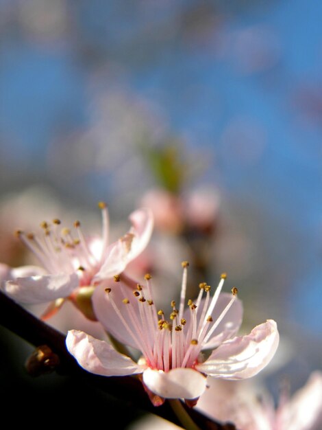 Photo close-up of cherry blossom