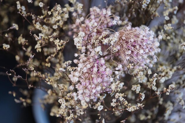 Foto prossimo piano del fiore di ciliegio