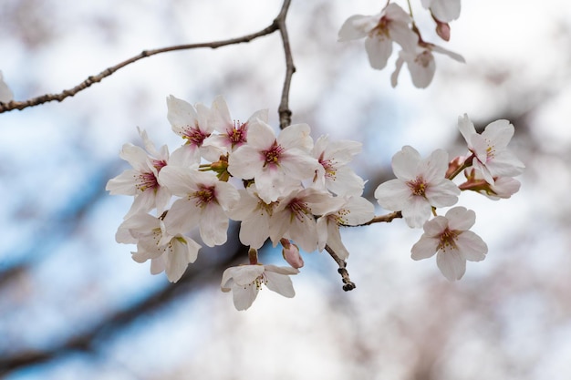 Photo close-up of cherry blossom