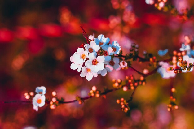 Photo close-up of cherry blossom