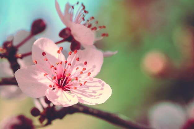 Foto prossimo piano del fiore di ciliegio
