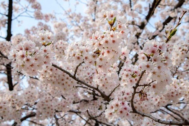 桜の花のクローズアップ