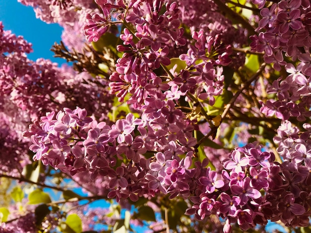 Close-up of cherry blossom