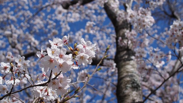 Photo close-up of cherry blossom