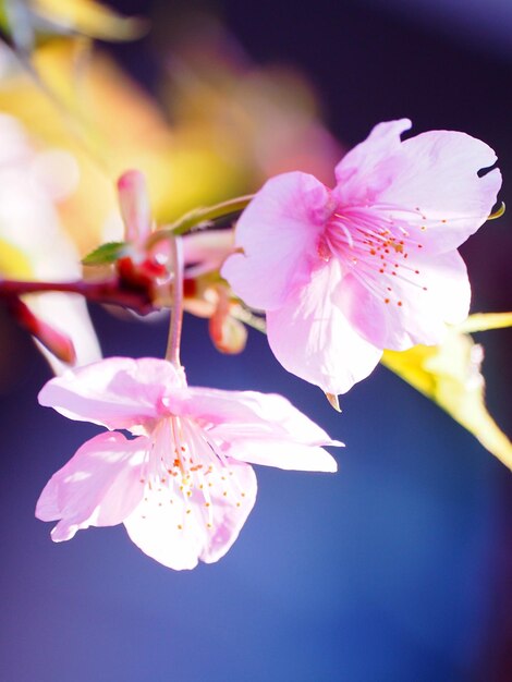 Close-up of cherry blossom