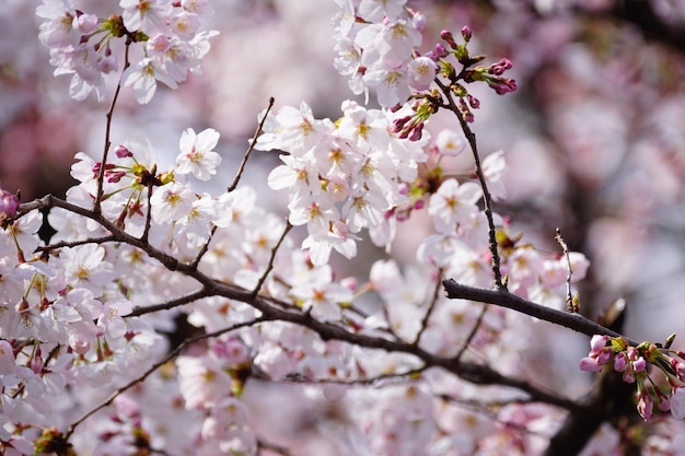 Photo close-up of cherry blossom