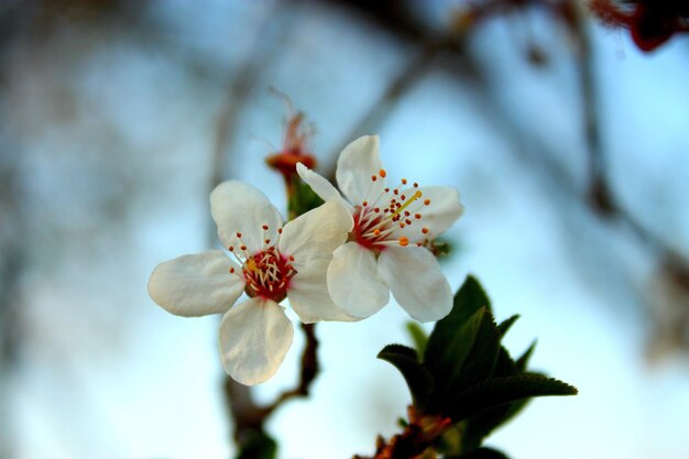 Photo close-up of cherry blossom