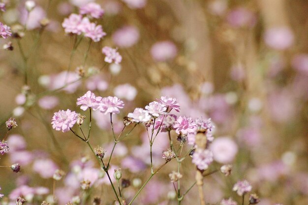 Photo close-up of cherry blossom