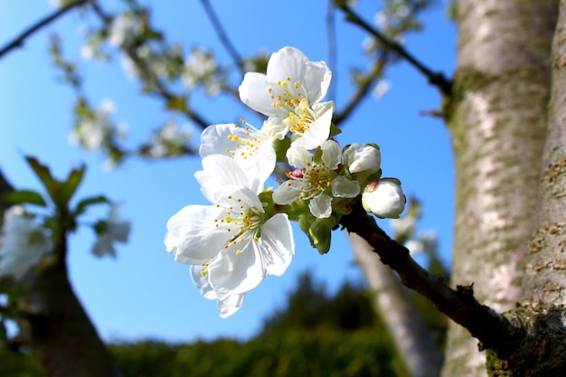 空に照らされた桜の花のクローズアップ