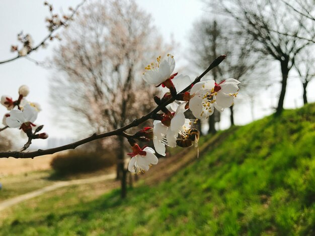 Close-up of cherry blossoms against sky