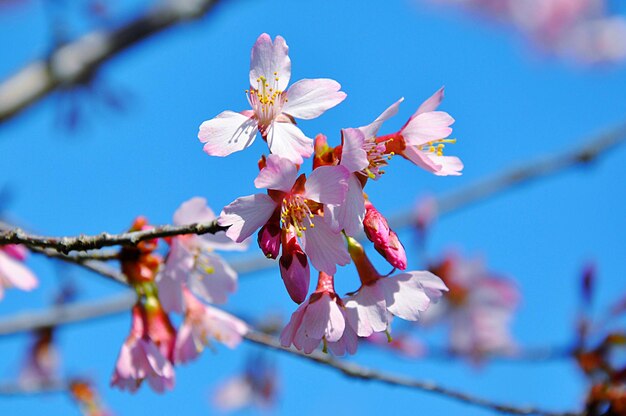 Close-up of cherry blossoms against sky