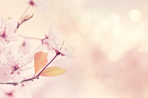 Close-up of cherry blossoms blooming outdoors