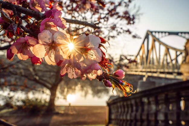 Photo close-up of cherry blossoms on bridge